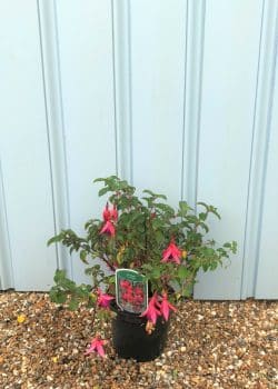 Fuchsia Mrs Popple Potted Hedging 20-30cm 96-0in