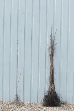 Hazel Bare Root Hedging 60-90cm 24-36in