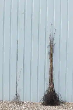 Hazel Bare Root Hedging 60-90cm 24-36in