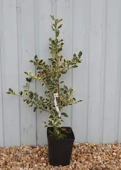 Holly Silver Variegated Potted Hedging 60-80cm 24-36in