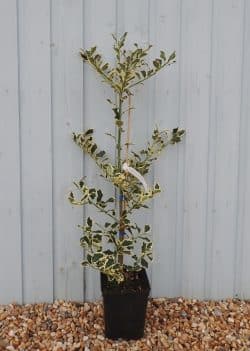 Holly Silver Variegated Potted Hedging 80-100cm 30-42in