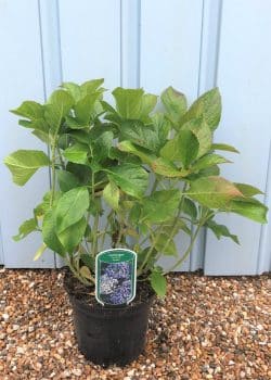 Hydrangea Mophead Ayesha Potted Hedging 20-30cm 96-0in