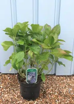 Hydrangea Mophead Ayesha Potted Hedging 20-30cm 96-0in