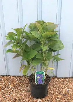 Hydrangea Mophead Lavbla Potted Hedging 20-30cm 96-0in