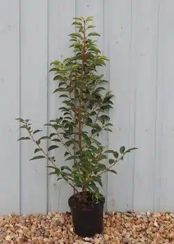 Laurel Portugal Potted Hedging 60-80cm 24-36in