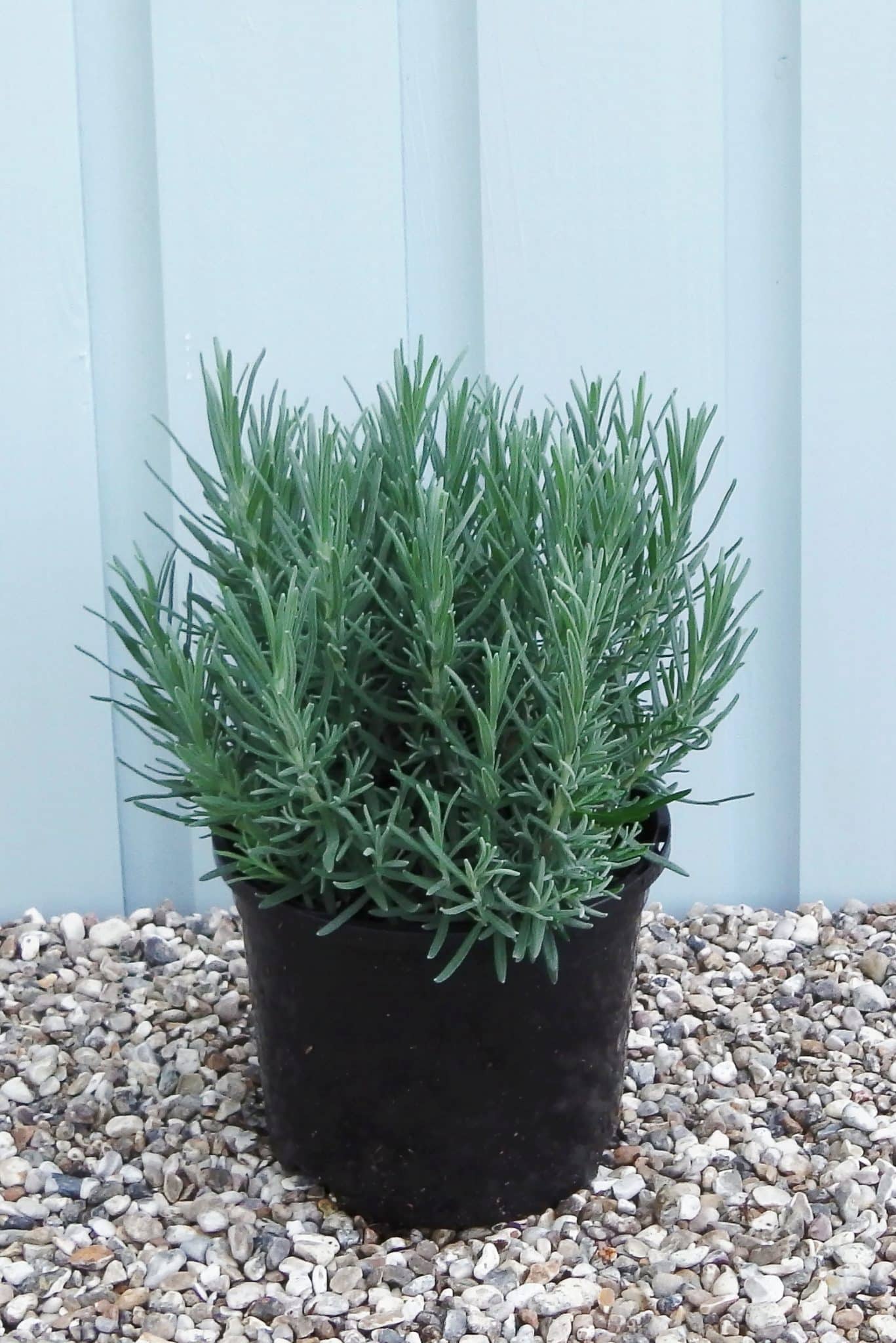 Buy Lavender Hidcote Hedge Plants Lavender Hicote Hedging Lavandula