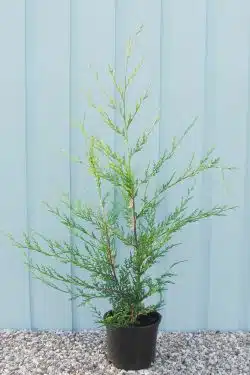Leylandii Gold Potted Hedging 60-90cm 24-36in
