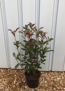 Photinia Dynamo Red Potted Hedging 30-50cm 144-0in