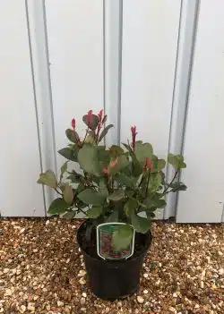 Photinia Little Red Robin Potted Hedging 25-40cm 120-0in