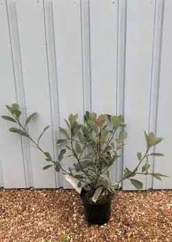 Photinia Louise Potted Hedging 30-50cm 144-0in