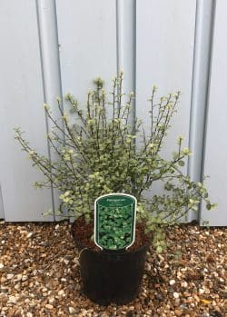 Pittosporum Silver Sheen Potted Hedging 15-25cm 72-0in