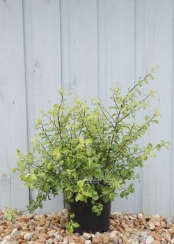 Pittosporum Tenuifolium Abbotsbury Gold Potted Hedging 15-20cm 72-0in