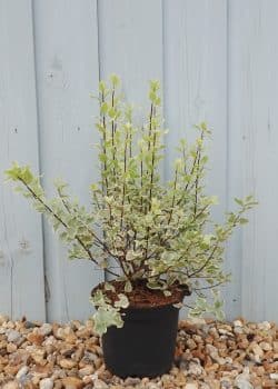 Pittosporum Tenuifolium Elizabeth Potted Hedging 15-20cm 72-0in