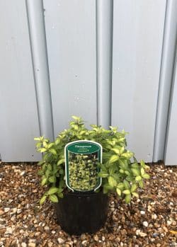 Pittosporum Tenuifolium Golden Ball Potted Hedging 10-20cm 48-0in