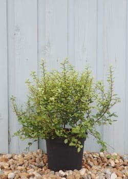 Pittosporum Tenuifolium Golf Ball Potted Hedging 10-20cm 48-0in