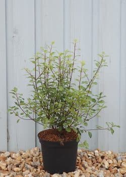 Pittosporum Tenuifolium Potted Hedging 20-30cm 96-0in
