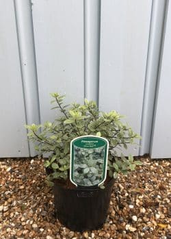 Pittosporum Tenuifolium Silver Ball Potted Hedging 10-20cm 48-0in