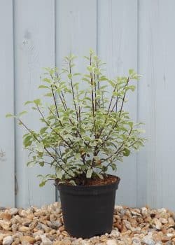 Pittosporum Tenuifolium Variegatum Potted Hedging 15-20cm 72-0in