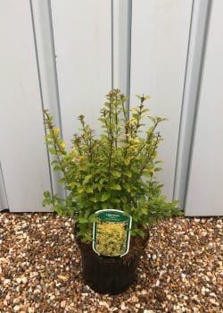 Privet Lemon And Lime Clippers Potted Hedging 25-40cm 120-0in