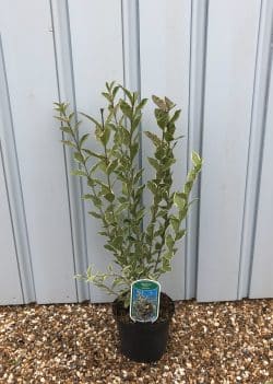 Privet Silver Potted Hedging 30-50cm 144-0in