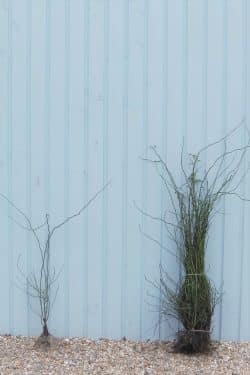 Rose Dog Rose Bare Root Hedging 90-120cm 36-48in