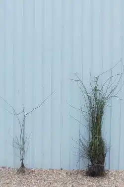 Rose Dog Rose Bare Root Hedging 90-120cm 36-48in