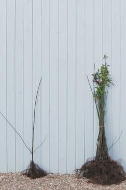 Spindle Bare Root Hedging 90-120cm 36-48in