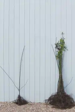 Spindle Bare Root Hedging 90-120cm 36-48in