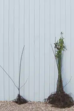 Spindle Bare Root Hedging 90-120cm 36-48in