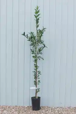 Spindle Potted Hedging 120-150cm 48-60in