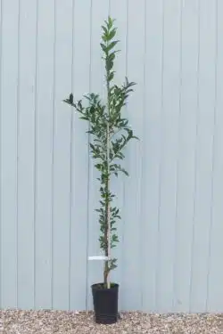 Spindle Potted Hedging 120-150cm 48-60in