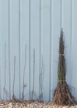 Stewardship Mix Hedgerow Mix Bare Root Stewardship Hedging 40-60cm 18-24in