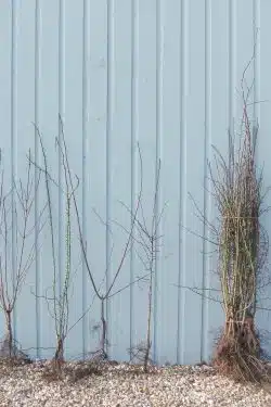 Stewardship Mix Hedgerow Mix Bare Root Stewardship Hedging 90-120cm 36-48in