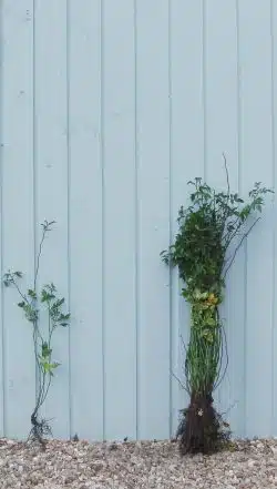 Stewardship Species Dog Rose Bare Root Stewardship Hedging 60-90cm 24-36in