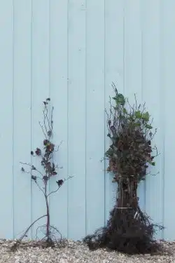 Stewardship Species Green Beech Bare Root Stewardship Hedging 60-90cm 24-36in