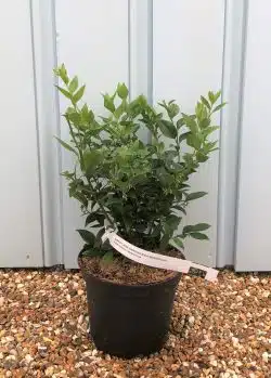 Sweet Box Sarcococca Ruscifolia Potted Hedging 15-25cm 72-0in