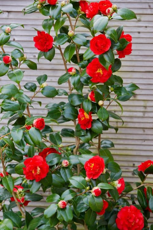 Camellia japonica Blood Of China - Hopes Grove Nurseries