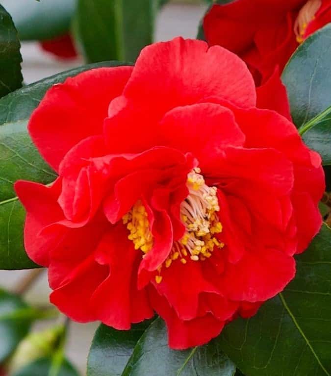 Camellia japonica Blood Of China - Hopes Grove Nurseries