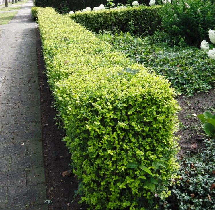 Image of Golden vicary privet in a mixed hedge