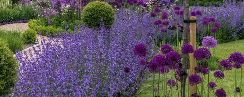 Nepeta Ground Cover Hopes Grove Nurseries