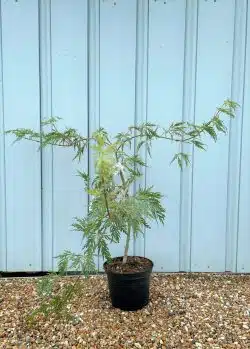 Acer Palmatum Dissectum Potted Garden Trees 30-50cm 144-0in