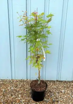 Acer Palmatum Sango Kaku Potted Garden Trees 40-60cm 192-0in