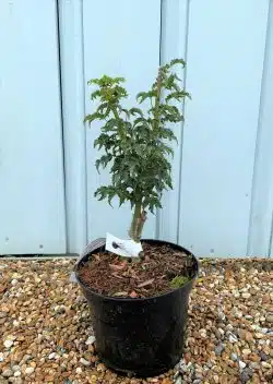 Acer Palmatum Shishigashira Potted Garden Trees 20-30cm 96-0in