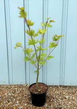 Acer Shirasawanum Aureum Potted Garden Trees 25-40cm 120-0in