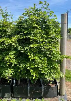 Beech Green Instant Hedging 140-160cm 54-66in