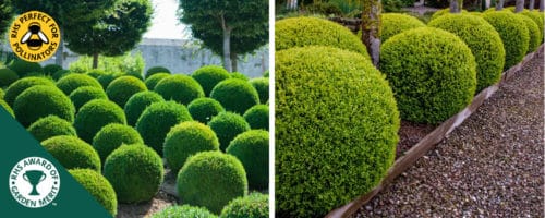 BUY BOX BALLS BOX BALL SHAPE TOPIARY BUXUS SEMPERVIRENS BALLS ONLINE FROM HOPES GROVE NURSERIES