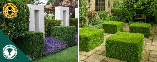 BOX CUBES BUT CUBE SHAPE BOX TOPIARY ONLINE FROM HOPES GROVE NURSERIES BUXUS SEMPERVIRENS CUBE