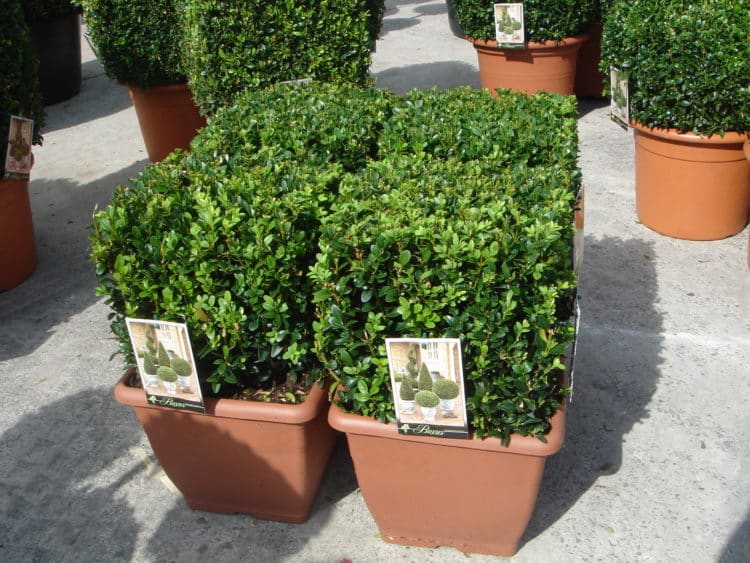BOX TOPIARY CUBES AS SUPPLIED BUXUS SEMPERVIRENS CUBE SHAPE