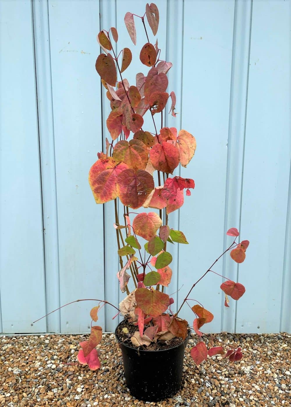 Buy Candy Floss Tree Online Cercidiphyllum Japonicum Hopes Grove