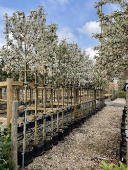 Crabapple Evereste Fresh Pleached Potted Pleached Trees Wide 1440-0in